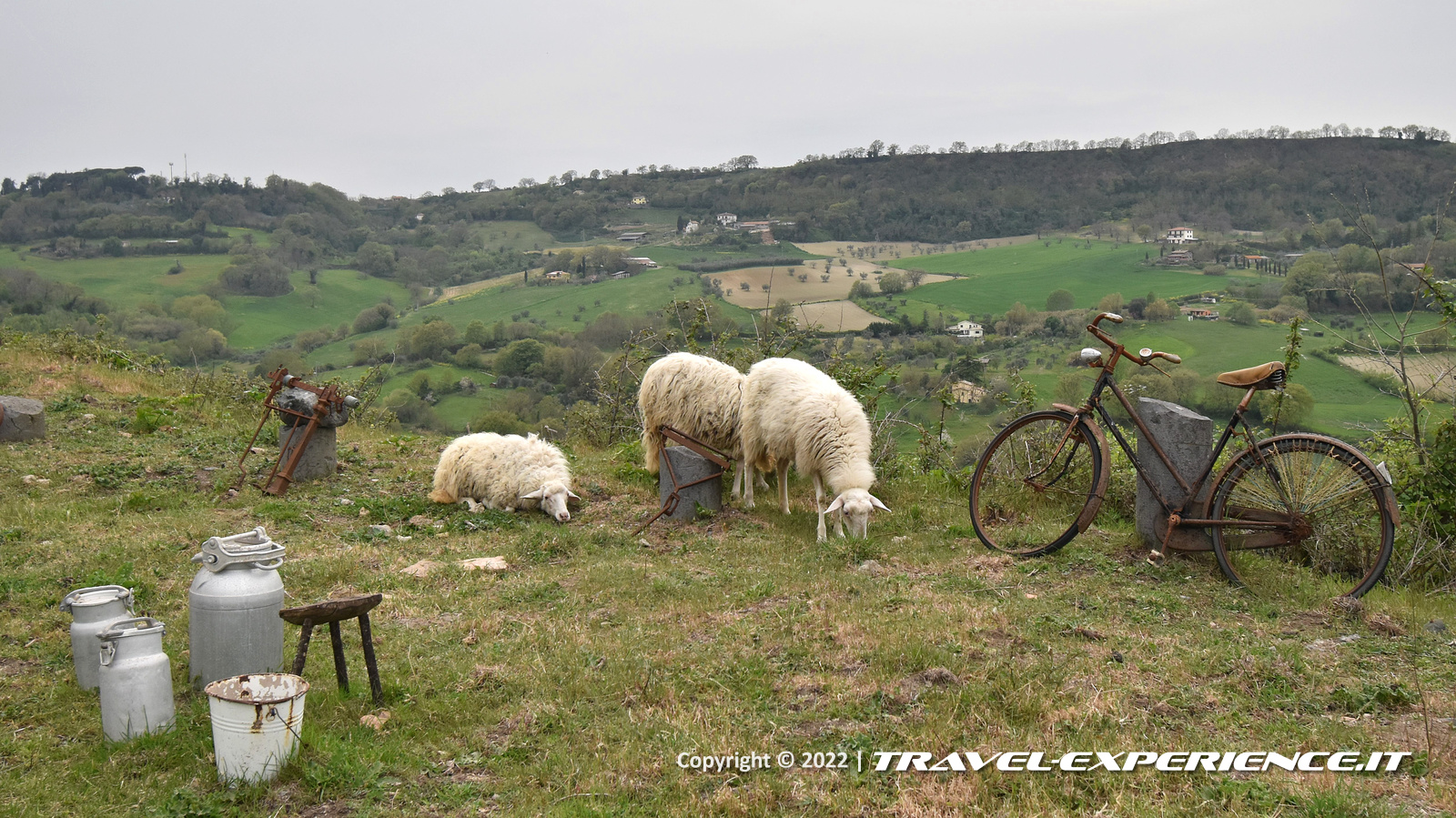Pecore a Celleno