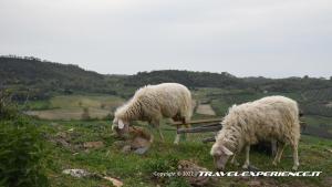 Pecore a Celleno (VT)